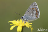 Common Blue (Polyommatus icarus)