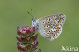 Common Blue (Polyommatus icarus)