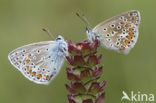 Common Blue (Polyommatus icarus)