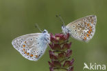 Common Blue (Polyommatus icarus)