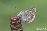 Common Blue (Polyommatus icarus)