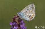 Common Blue (Polyommatus icarus)