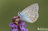 Common Blue (Polyommatus icarus)