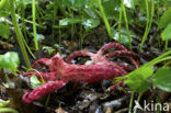 Octopus Stinkhorn (Clathrus archeri)