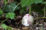 Octopus Stinkhorn (Clathrus archeri)