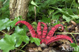 Octopus Stinkhorn (Clathrus archeri)