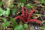 Inktviszwam (Clathrus archeri) 