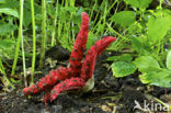 Octopus Stinkhorn (Clathrus archeri)