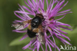 White-banded Drone Fly (Volucella pellucens)