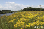 Common Ragwort (Jacobaea vulgaris)