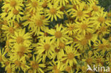 Common Ragwort (Jacobaea vulgaris)