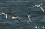 Northern Gannet (Morus bassanus)