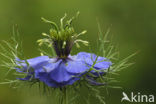 Love-in-a-mist (Nigella damascena)