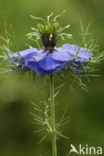 Juffertje-in-’t-groen (Nigella damascena)