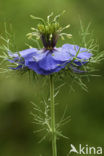 Love-in-a-mist (Nigella damascena)