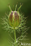 Love-in-a-mist (Nigella damascena)