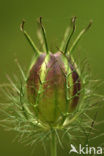 Love-in-a-mist (Nigella damascena)