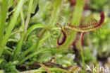 Cape sundew (Drosera capensis)