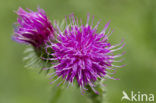 Kale jonker (Cirsium palustre)