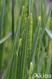 Purple-stem cats-tail (Phleum phleoides)