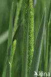 Purple-stem cats-tail (Phleum phleoides)