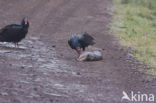 Kalkoengier (Cathartes aura jota)