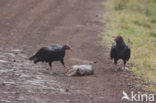 Turkey vulture (Cathartes aura jota)
