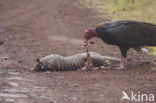 Turkey vulture (Cathartes aura jota)