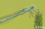 Damselfly (Erythromma lindenii)