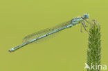 Damselfly (Erythromma lindenii)