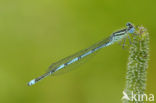 Damselfly (Erythromma lindenii)