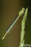 Damselfly (Erythromma lindenii)