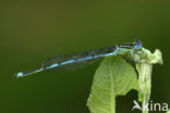 Damselfly (Erythromma lindenii)