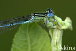 Damselfly (Erythromma lindenii)