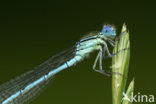 Damselfly (Erythromma lindenii)