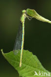 Damselfly (Erythromma lindenii)