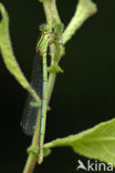 Damselfly (Erythromma lindenii)