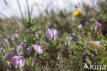 Common & Spiny Restharrow (Ononis repens)