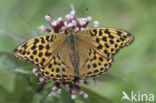 Silver-washed Fritillary (Argynnis paphia)