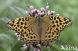 Silver-washed Fritillary (Argynnis paphia)