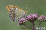 Silver-washed Fritillary (Argynnis paphia)