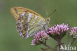 Silver-washed Fritillary (Argynnis paphia)