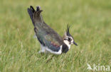 Lapwing (Vanellus vanellus)