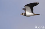 Lapwing (Vanellus vanellus)