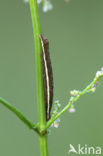 Klaverspanner (Chiasmia clathrata)