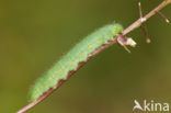 Klein geaderd witje (Pieris napi)