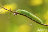 Klein geaderd witje (Pieris napi)