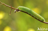 Klein geaderd witje (Pieris napi)