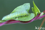 Klein geaderd witje (Pieris napi)