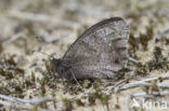 Kleine heivlinder (Hipparchia statilinus) 